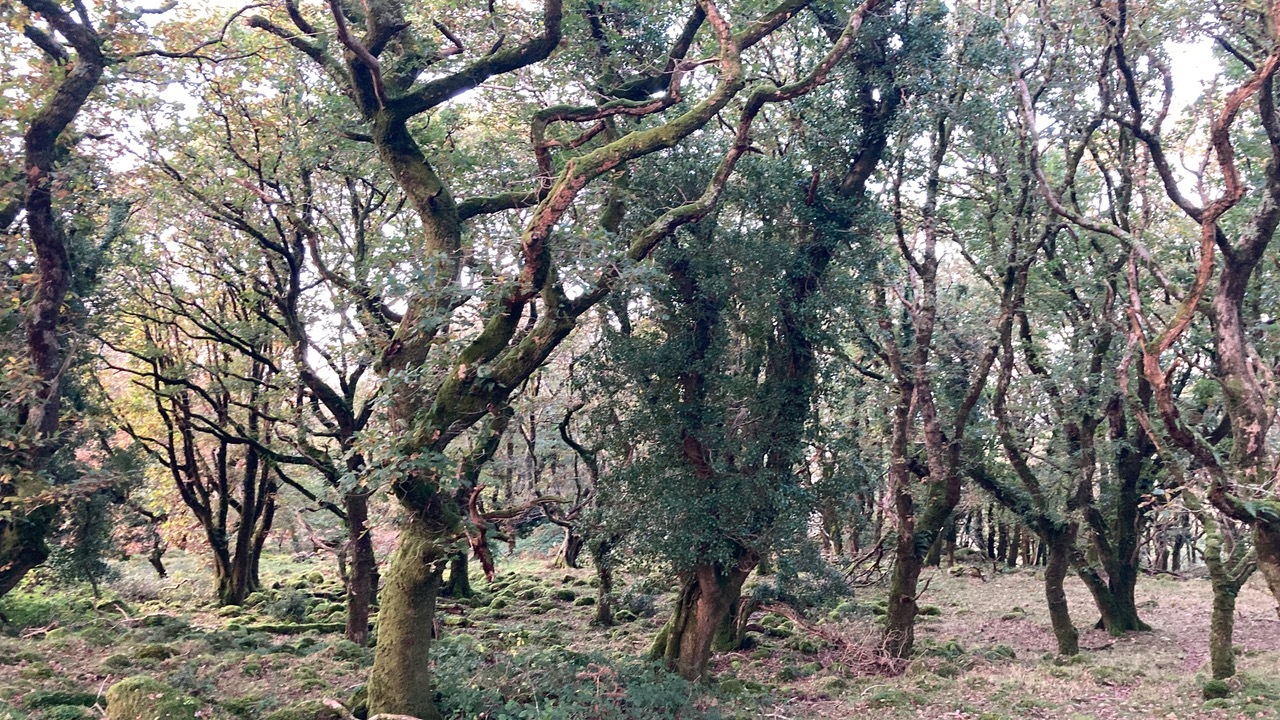 Becoming Lichen