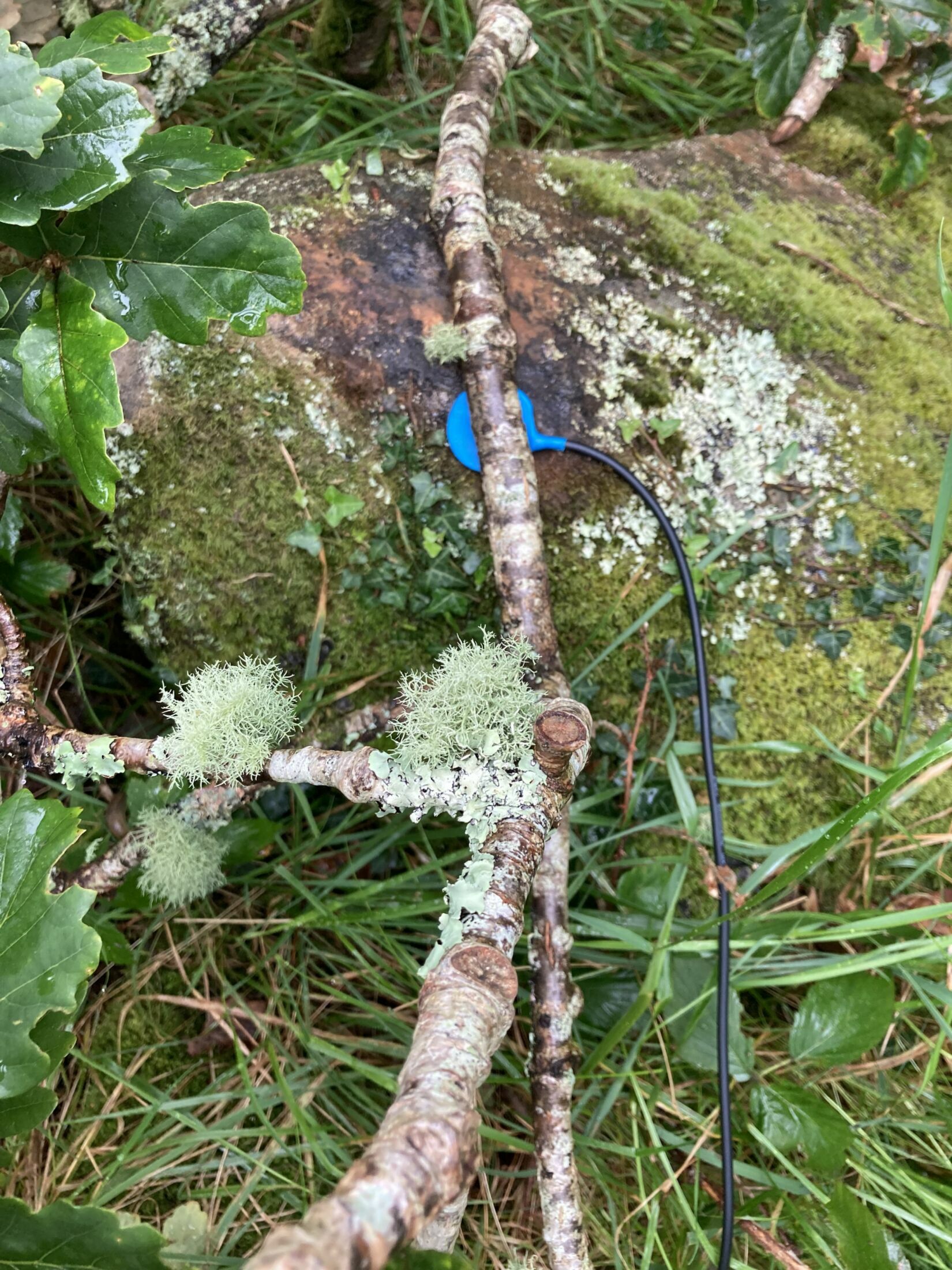 Becoming Lichen