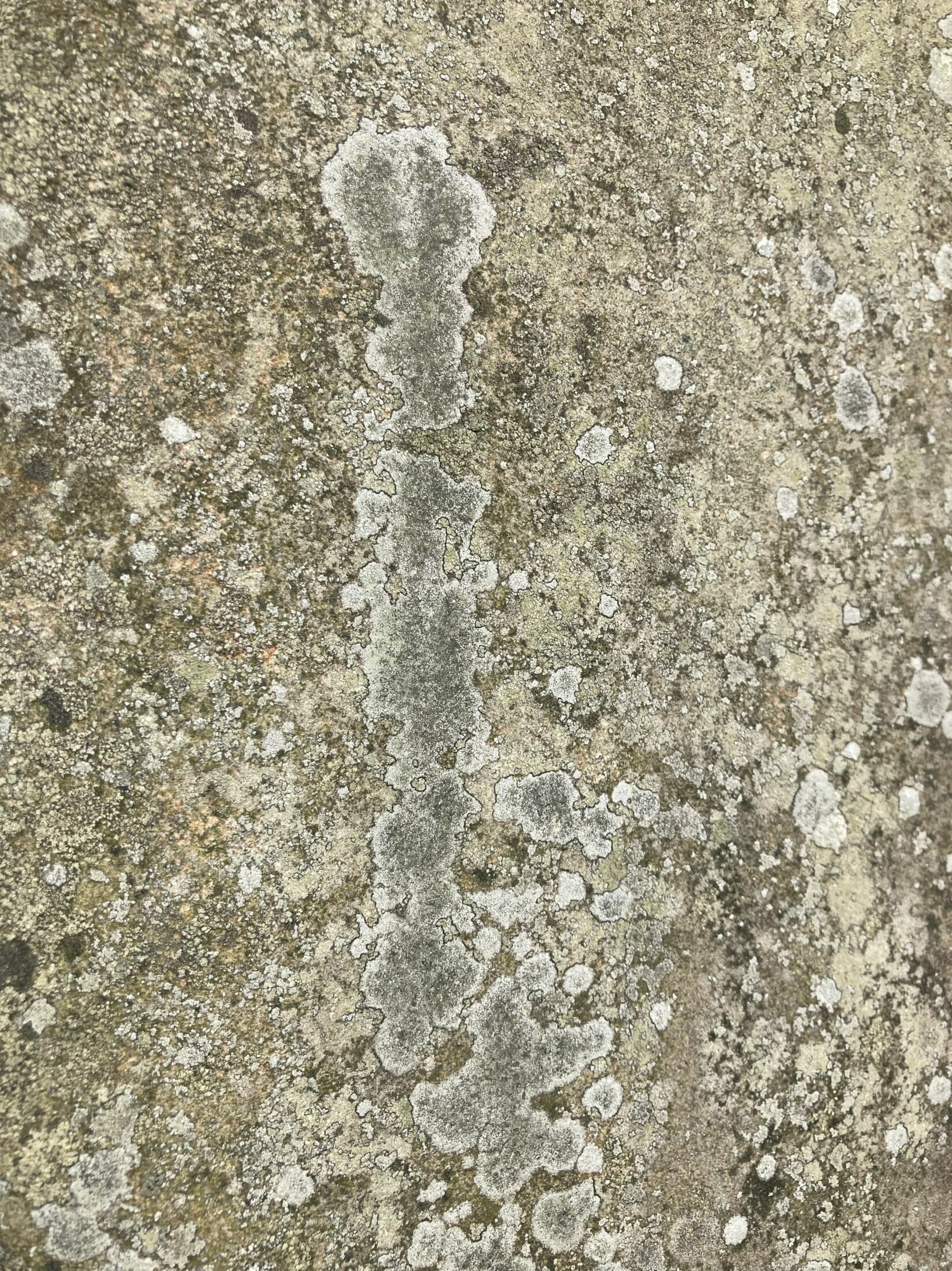 Lichen Gravestone