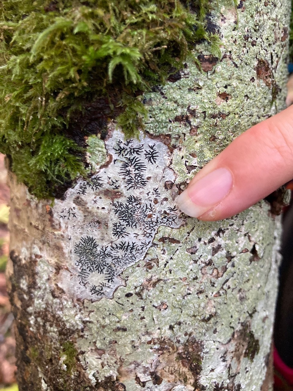 Becoming Lichen