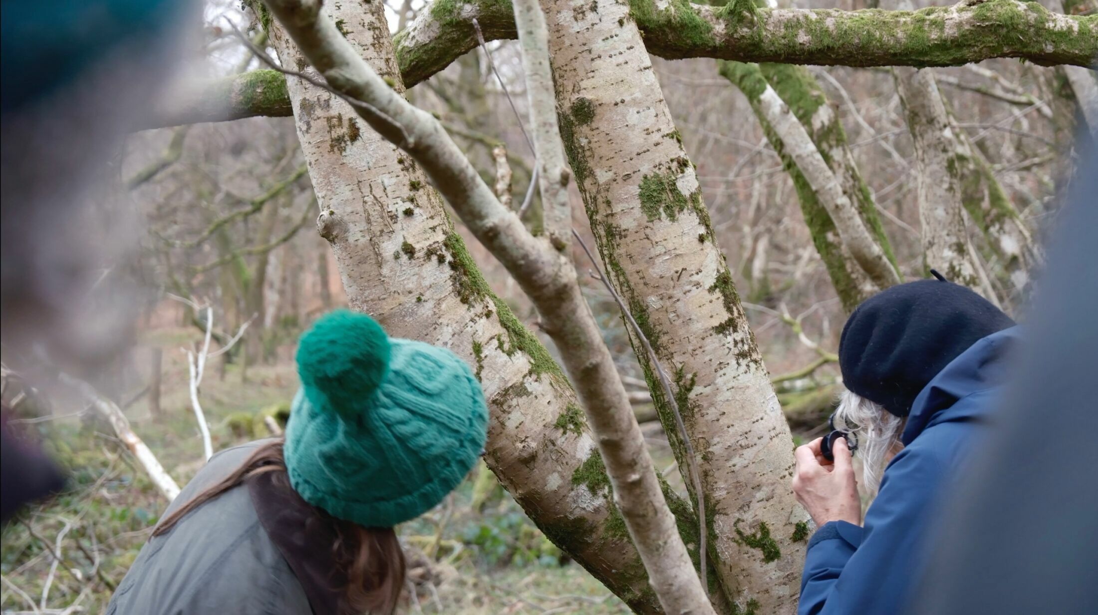 Lichen Dreaming