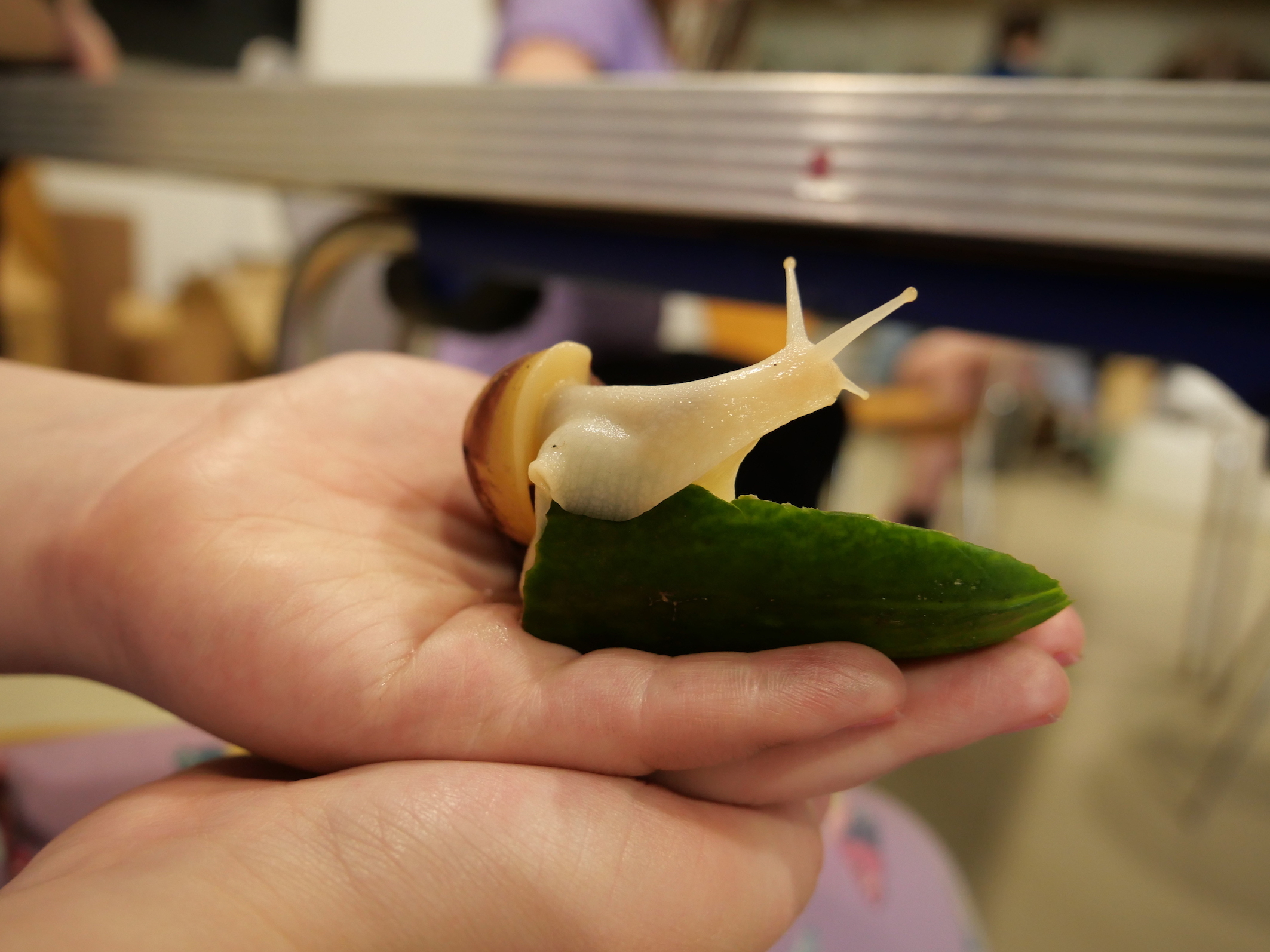 Snails in Venice
