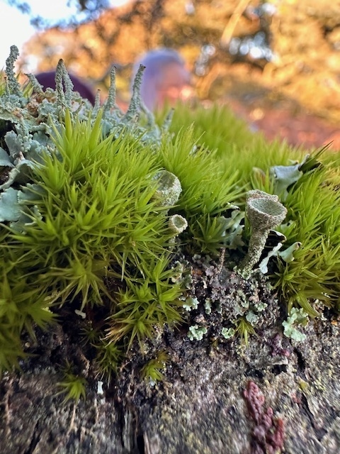 Becoming Lichen