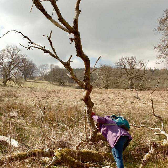Becoming Lichen Walks