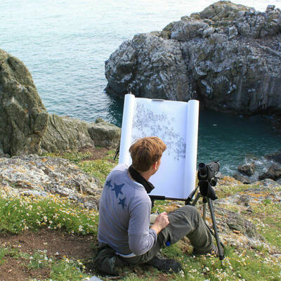 Wallbank Skomer drawing guillemot