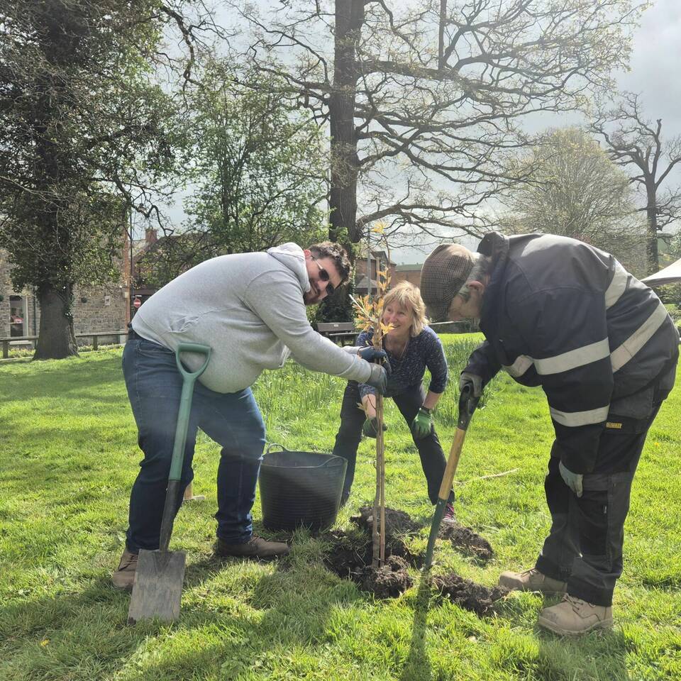Tree planting at Oriel Davies