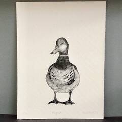 Marian Haf - Duck